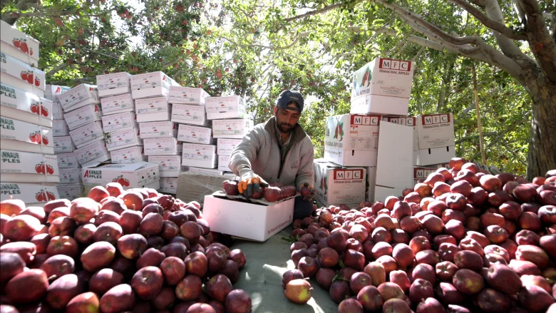 मुख्यमंत्री के निर्देश: सेब उत्पादक किसानों की सब्सिडी तत्काल वितरित करने की प्रक्रिया शुरू