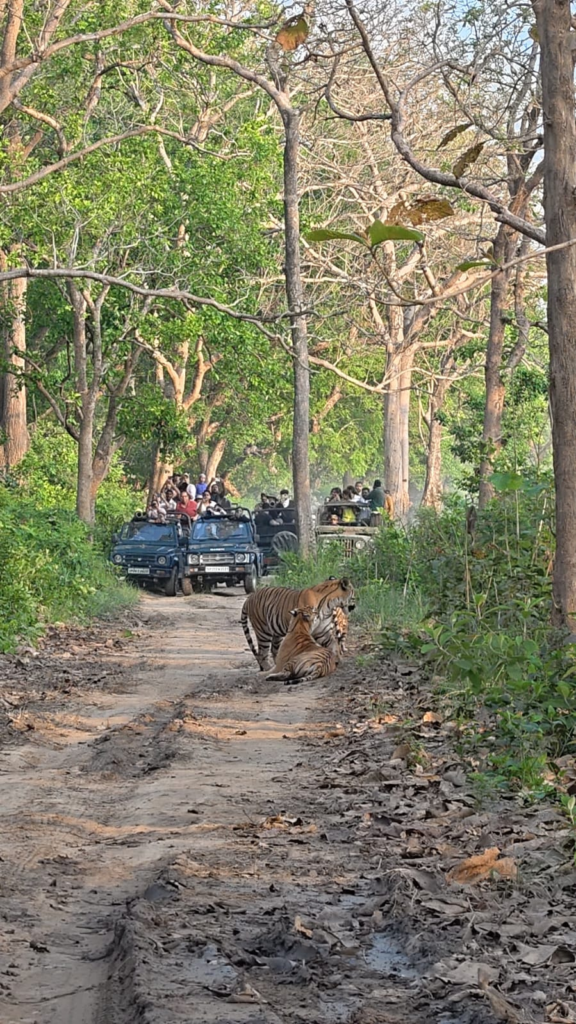 The thrill of wildlife seen in Dudhwa Tiger Reserve : दुधवा टाइगर रिजर्व में दिखा वन्यजीवों का रोमांच, बाघिन-शावकों और भालू का दुर्लभ नजारा कैमरे में कैद