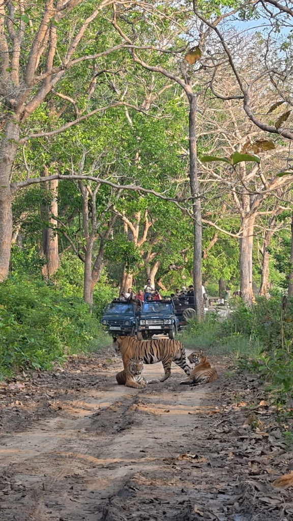 The thrill of wildlife seen in Dudhwa Tiger Reserve : दुधवा टाइगर रिजर्व में दिखा वन्यजीवों का रोमांच, बाघिन-शावकों और भालू का दुर्लभ नजारा कैमरे में कैद