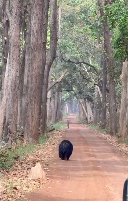 The thrill of wildlife seen in Dudhwa Tiger Reserve : दुधवा टाइगर रिजर्व में दिखा वन्यजीवों का रोमांच, बाघिन-शावकों और भालू का दुर्लभ नजारा कैमरे में कैद