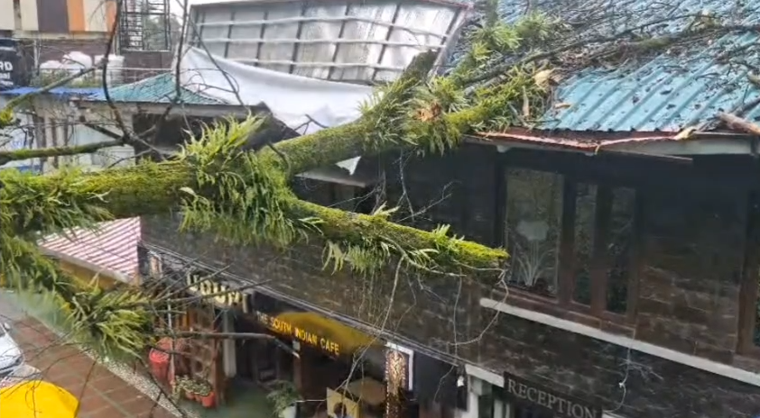 मसूरी माल रोड पर सूखा पेड़ बना खतरा, होटल की छत पर गिरा; टला बड़ा हादसा